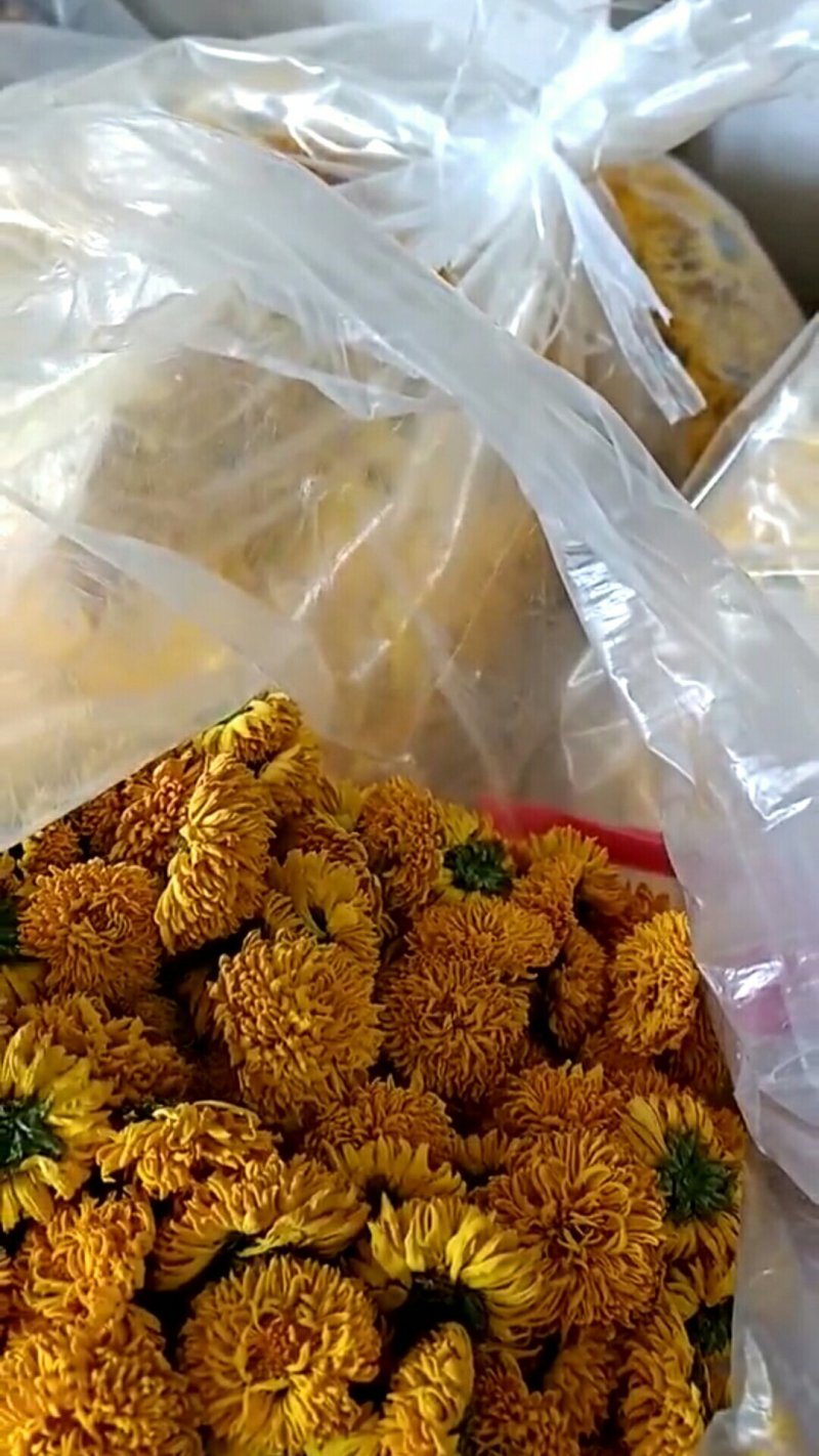 皇菊茶