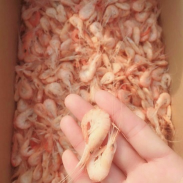 小青虾
