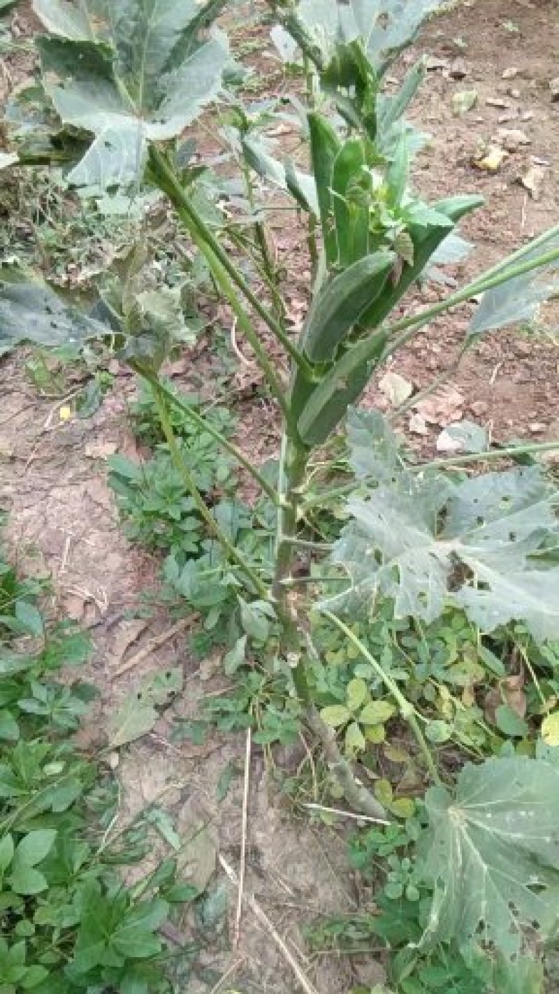 益母草种子