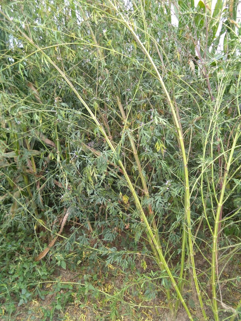 益母草种子