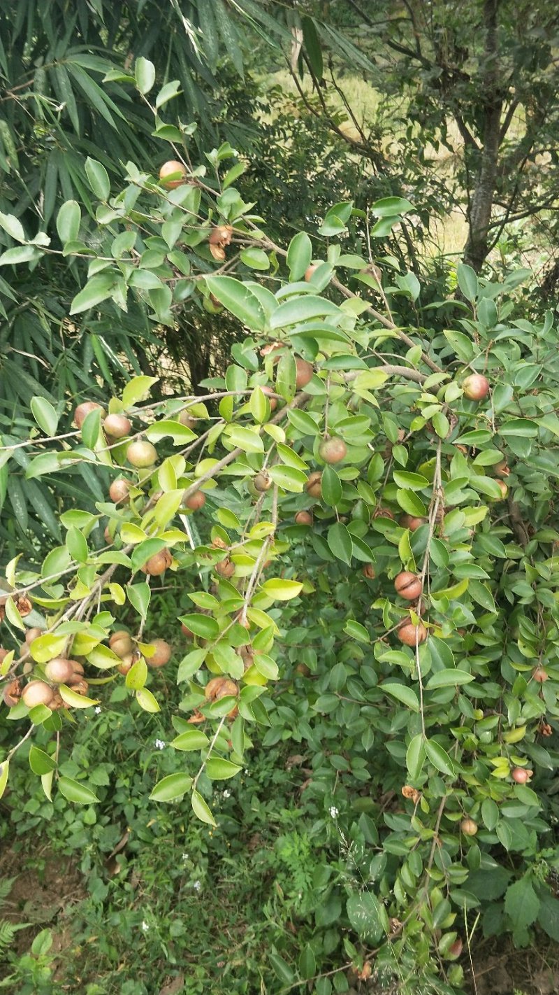 百花油茶