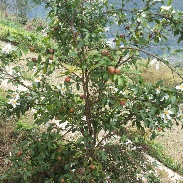 百花油茶