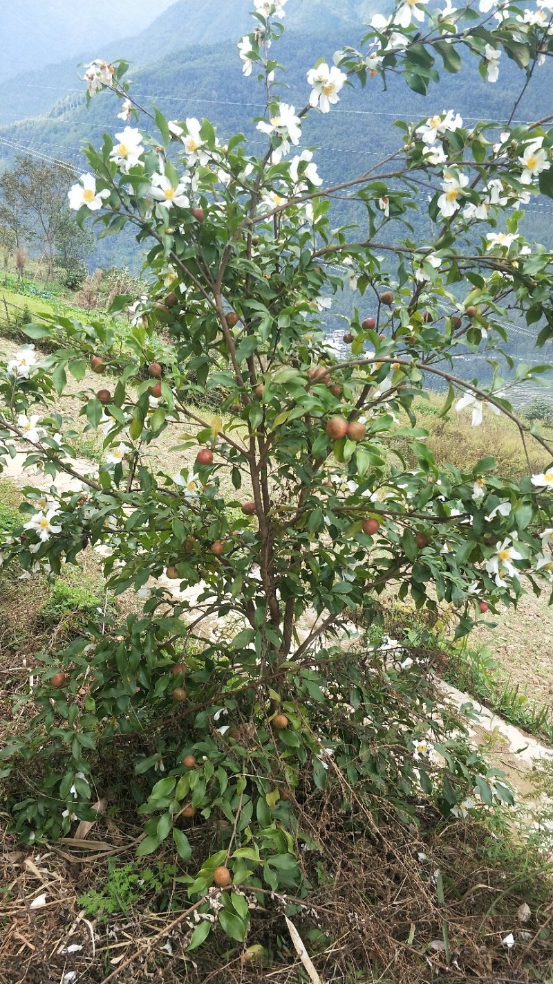 百花油茶