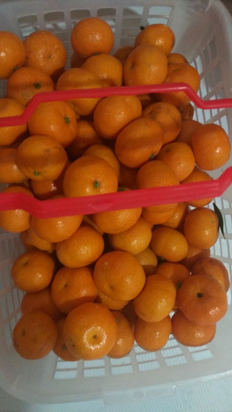 红美人蜜桔，南丰蜜桔，南丰蜜广桔南丰脐橙