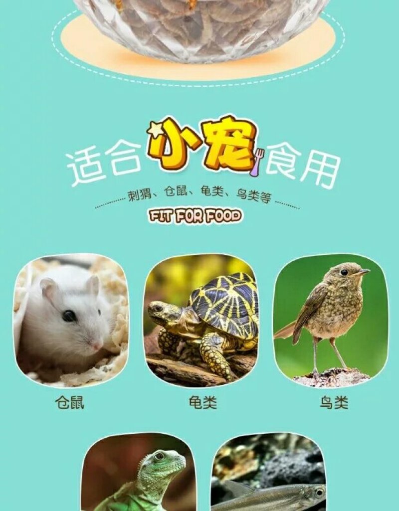 黄粉虫