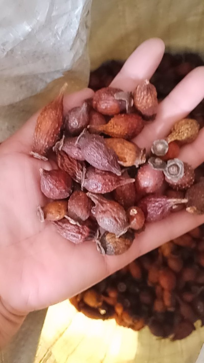 金樱子干货各种规格中药材批发零售各种规格中药材