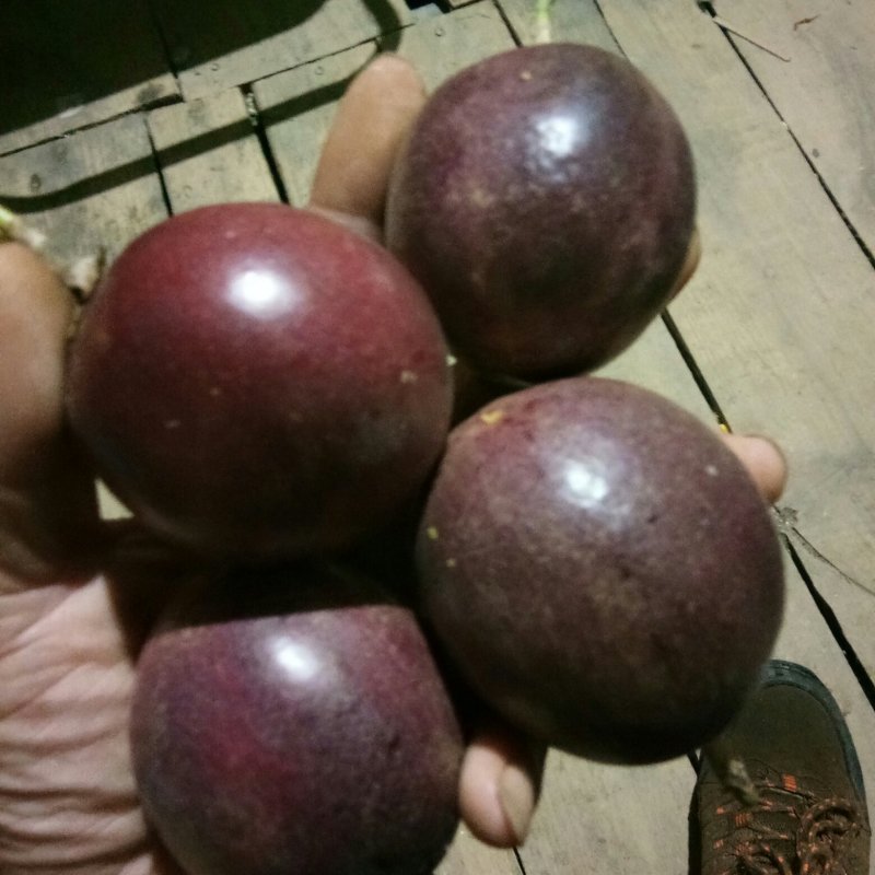 百香果紫香一号，台农50—70