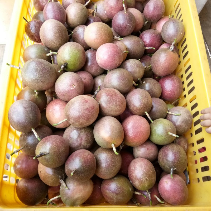 百香果紫香一号，台农50—70