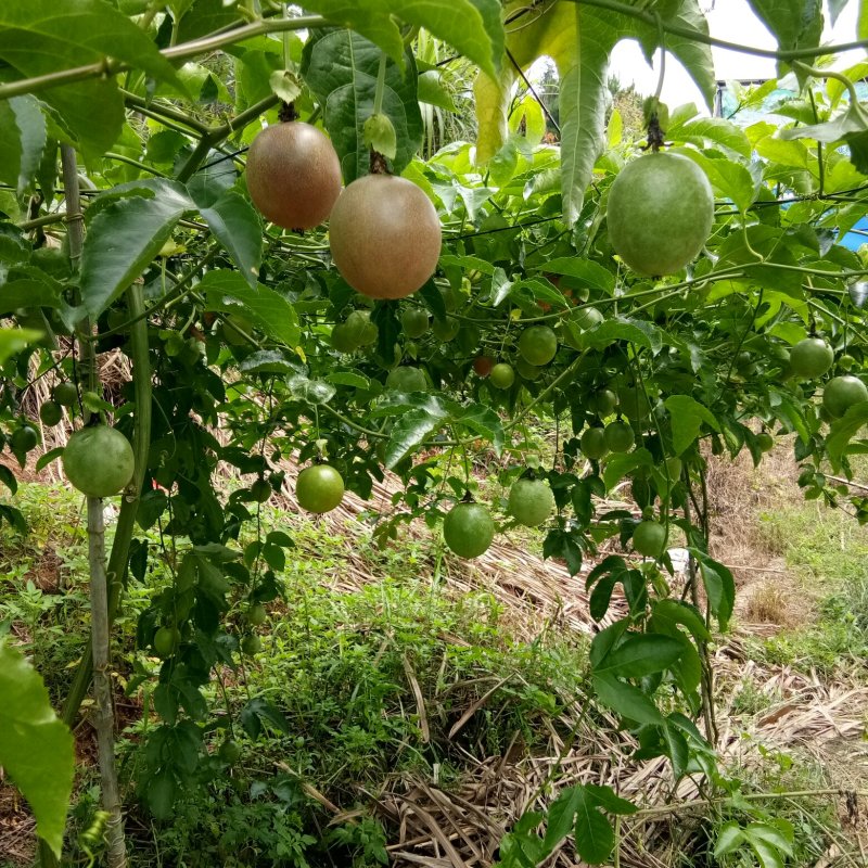百香果紫香一号，台农50—70