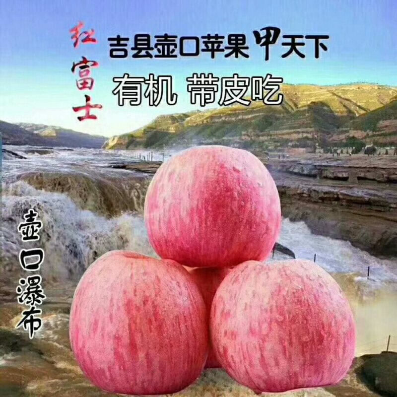山西临汾吉县高原红富士苹果