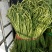 豇豆新苗上市！！！！！