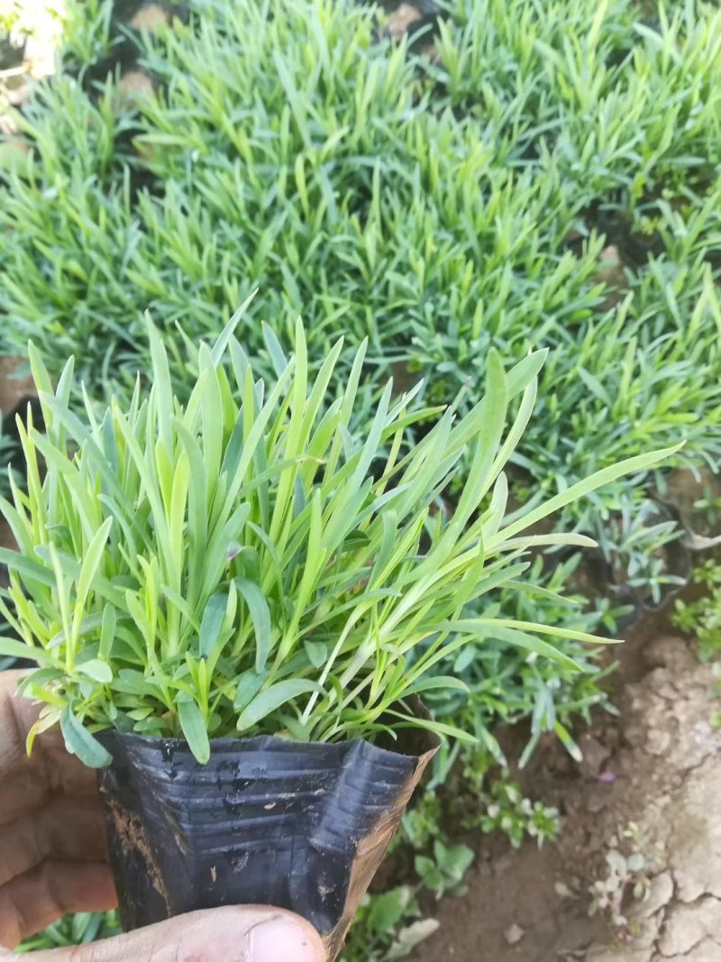 地被石竹山东青州苗木草花基地一手货源基地直发