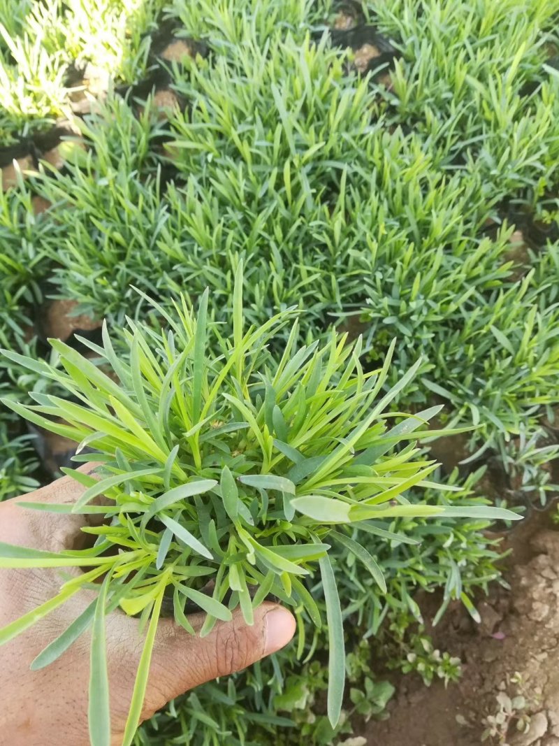 地被石竹山东青州苗木草花基地一手货源基地直发