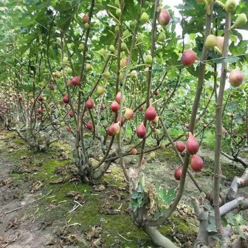波姬红无花果苗包品种包成活死苗补发包邮种植