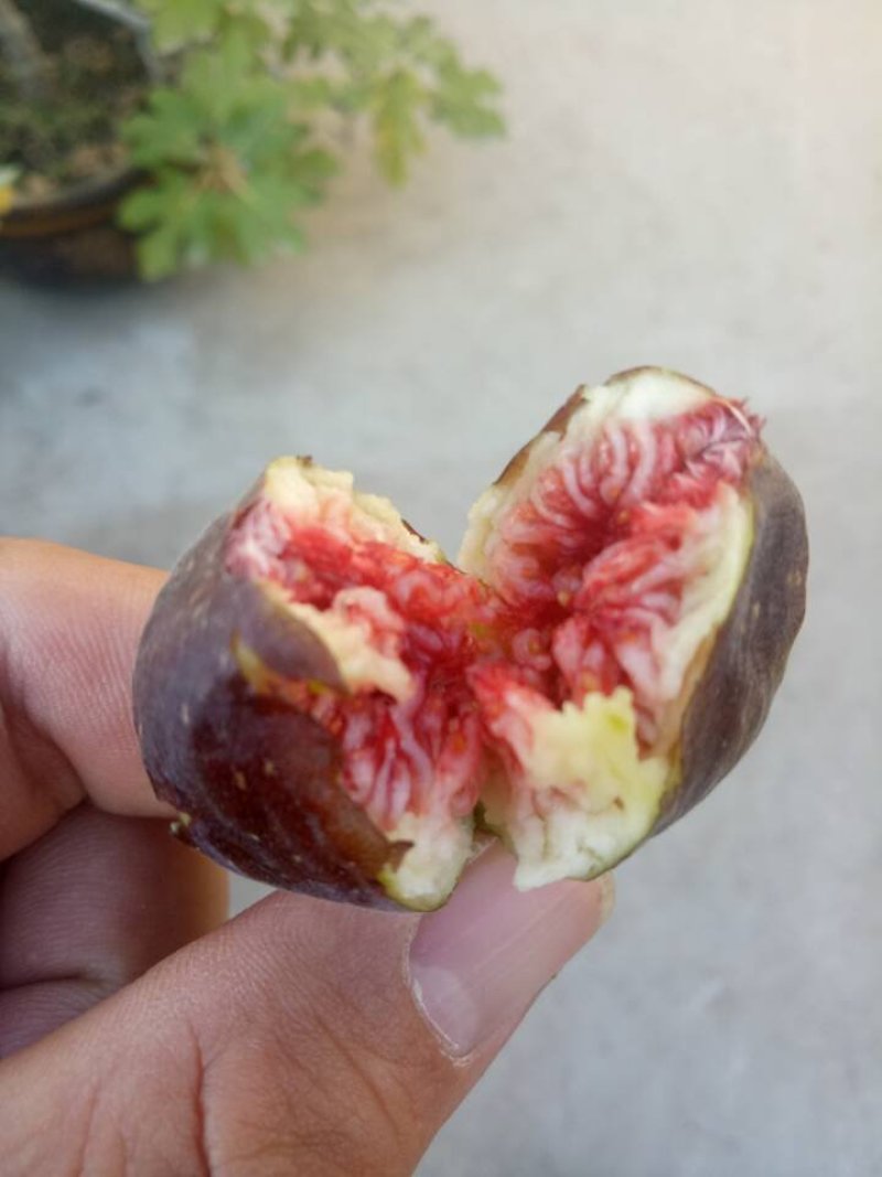 波姬红无花果苗包品种包成活死苗补发包邮种植