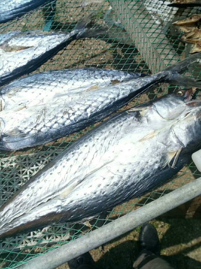 鲅鱼干花鱼干刀鱼干