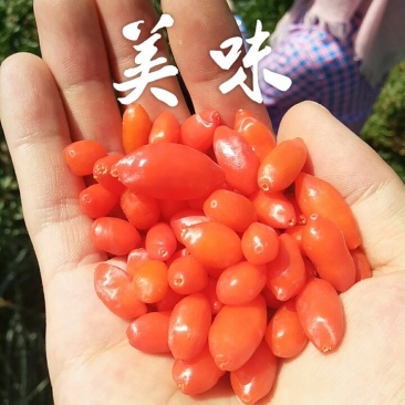 红枸杞