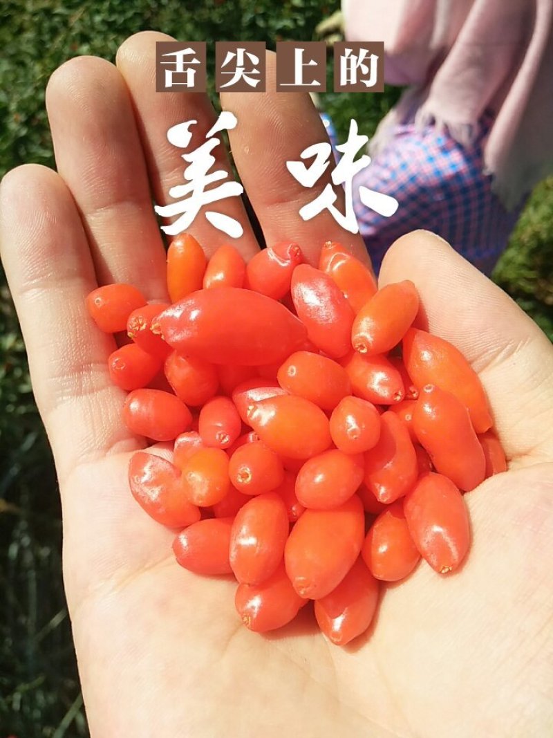 红枸杞
