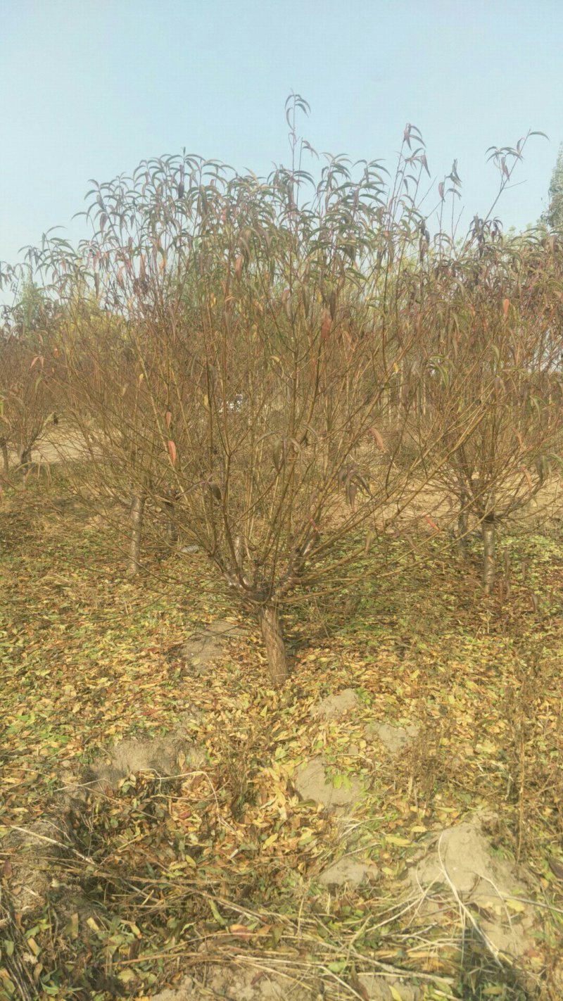 碧桃