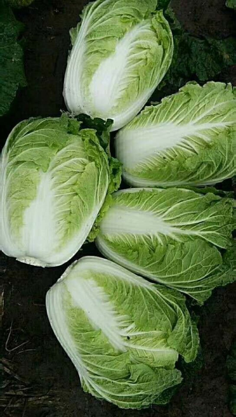 青杂白菜(产地直供)货源充足，绿翠源果蔬专业合作社