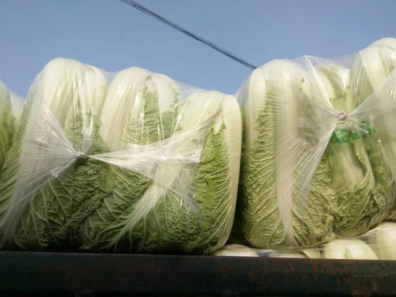 青杂白菜(产地直供)货源充足，绿翠源果蔬专业合作社