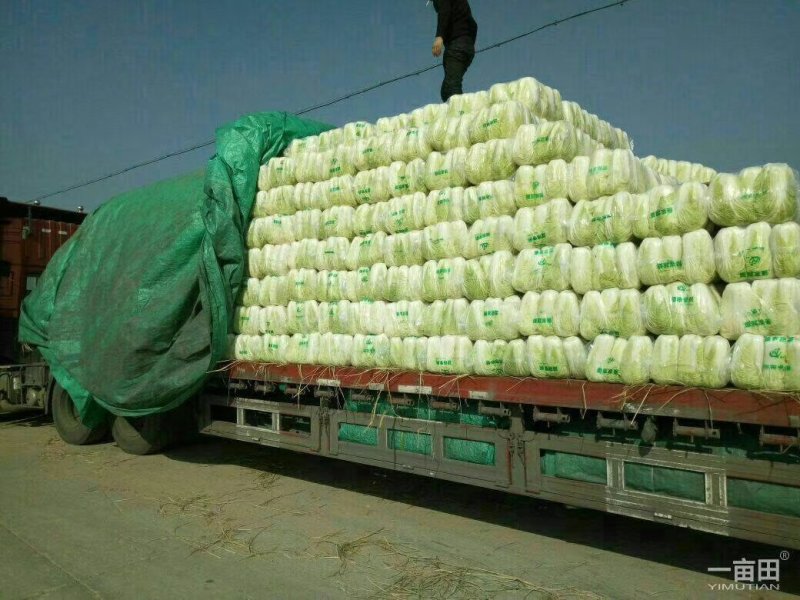 青杂白菜(产地直供)货源充足，绿翠源果蔬专业合作社