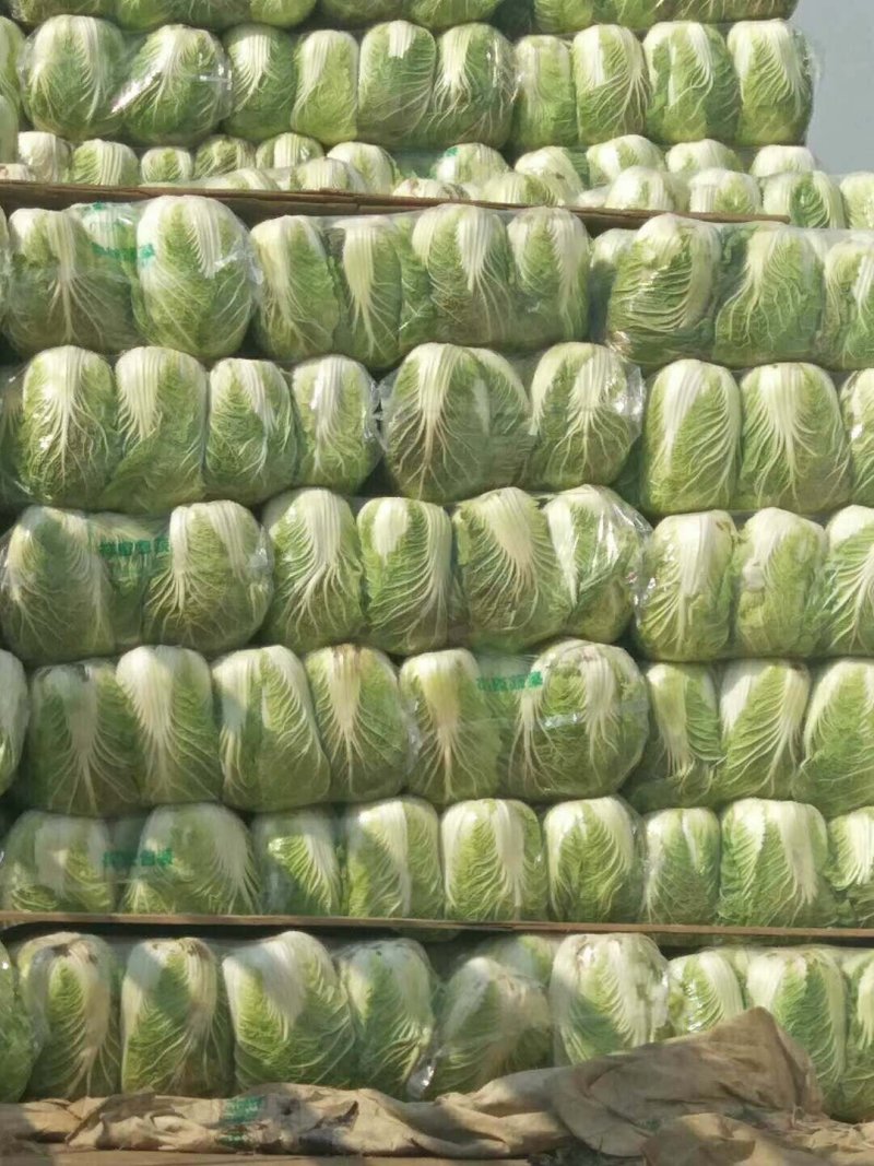 青杂白菜(产地直供)货源充足，绿翠源果蔬专业合作社