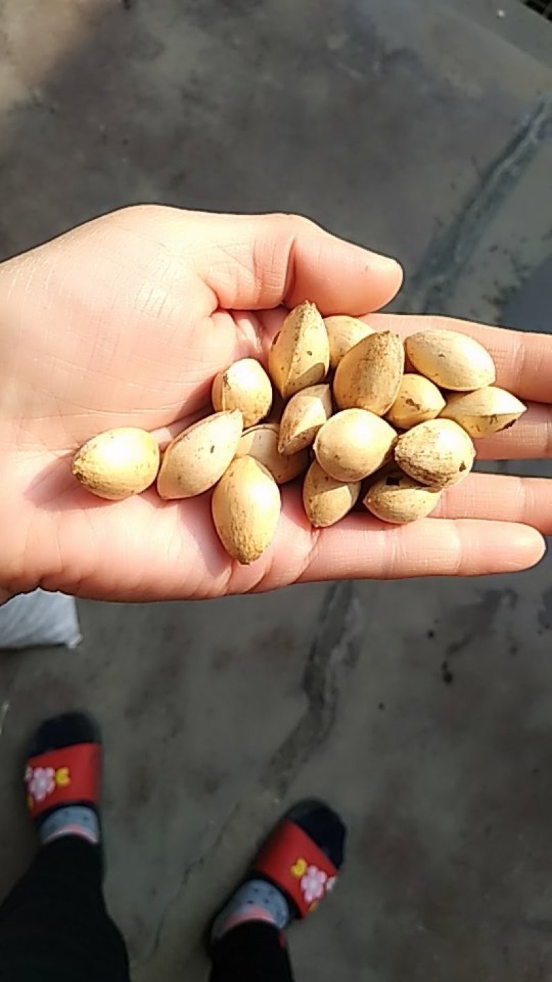 银杏果