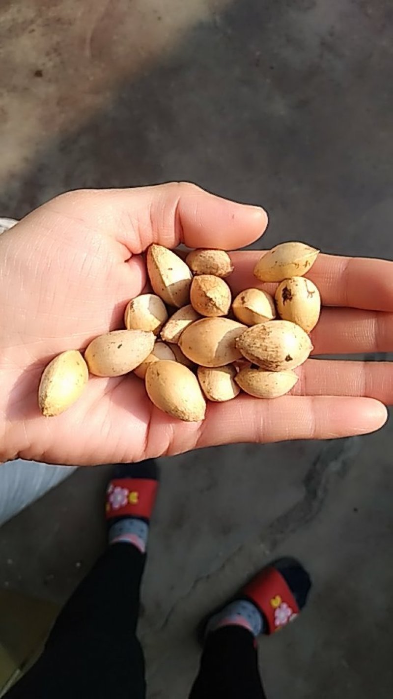 银杏果