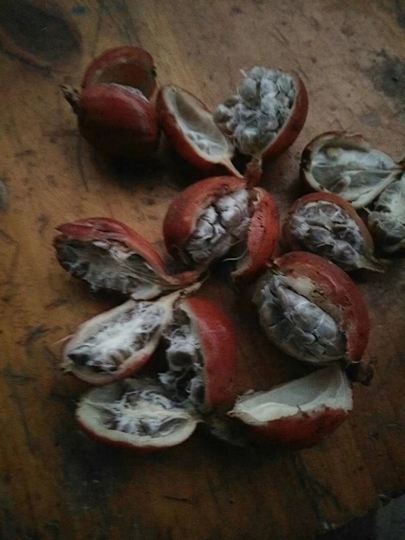 新鲜草果低价处理