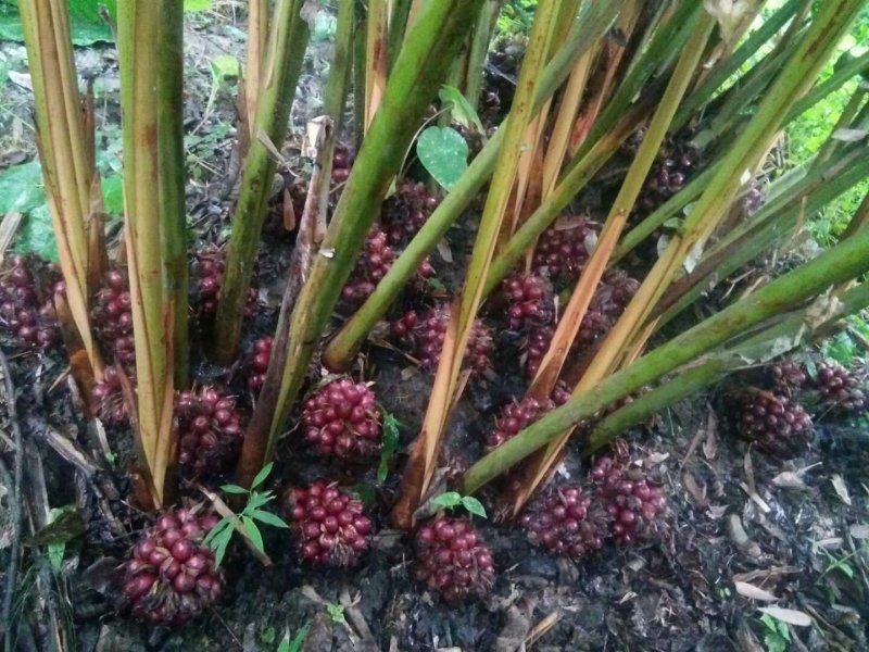 新鲜草果低价处理