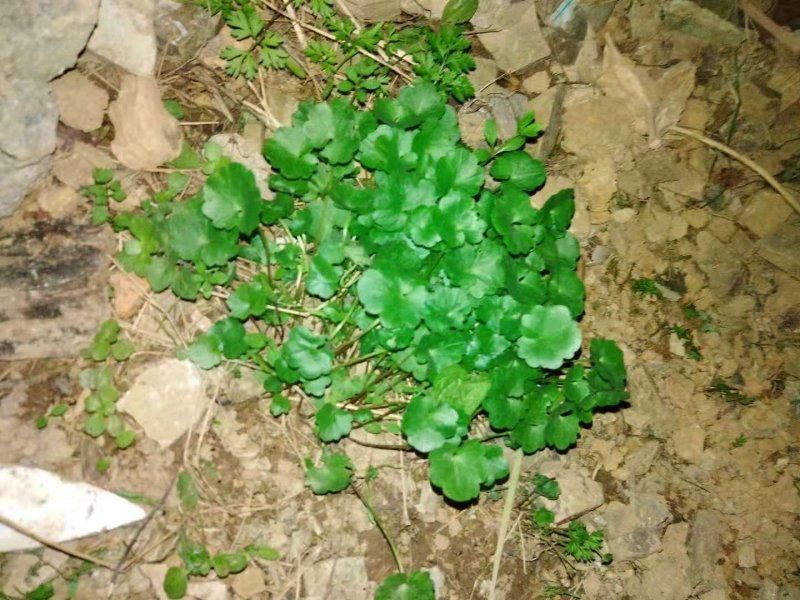 猫爪草种苗大量供应
