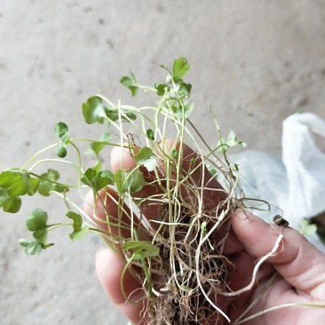 猫爪草种苗大量供应