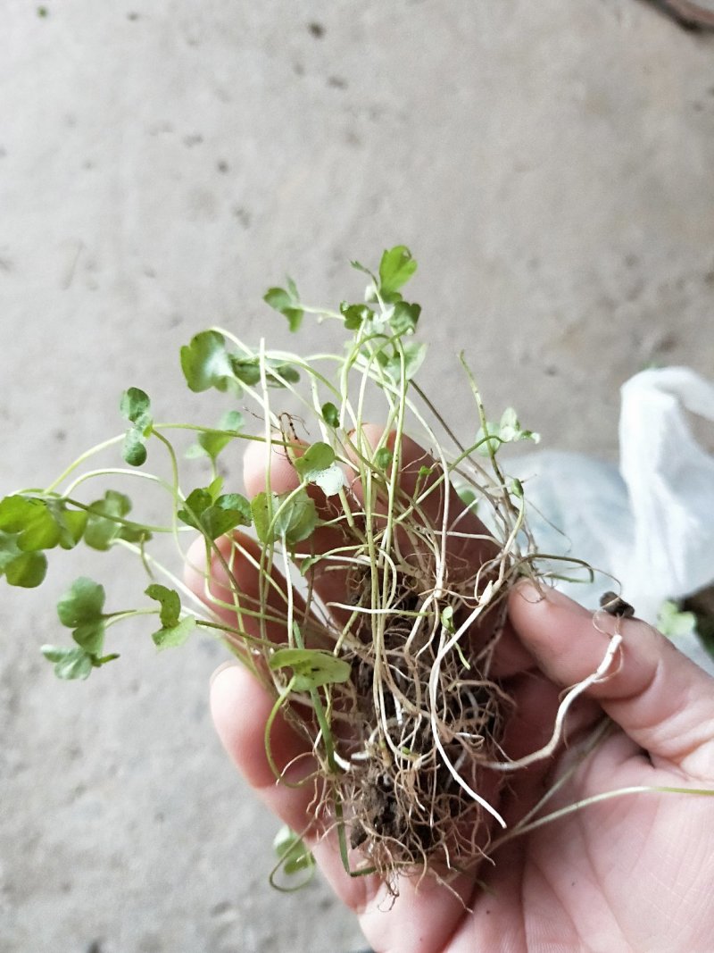 猫爪草种苗大量供应