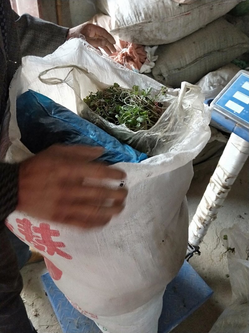 猫爪草种苗大量供应