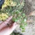 猫爪草种苗大量供应