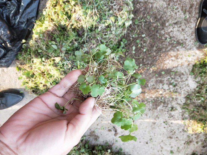 猫爪草种苗大量供应