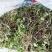 猫爪草种苗大量供应