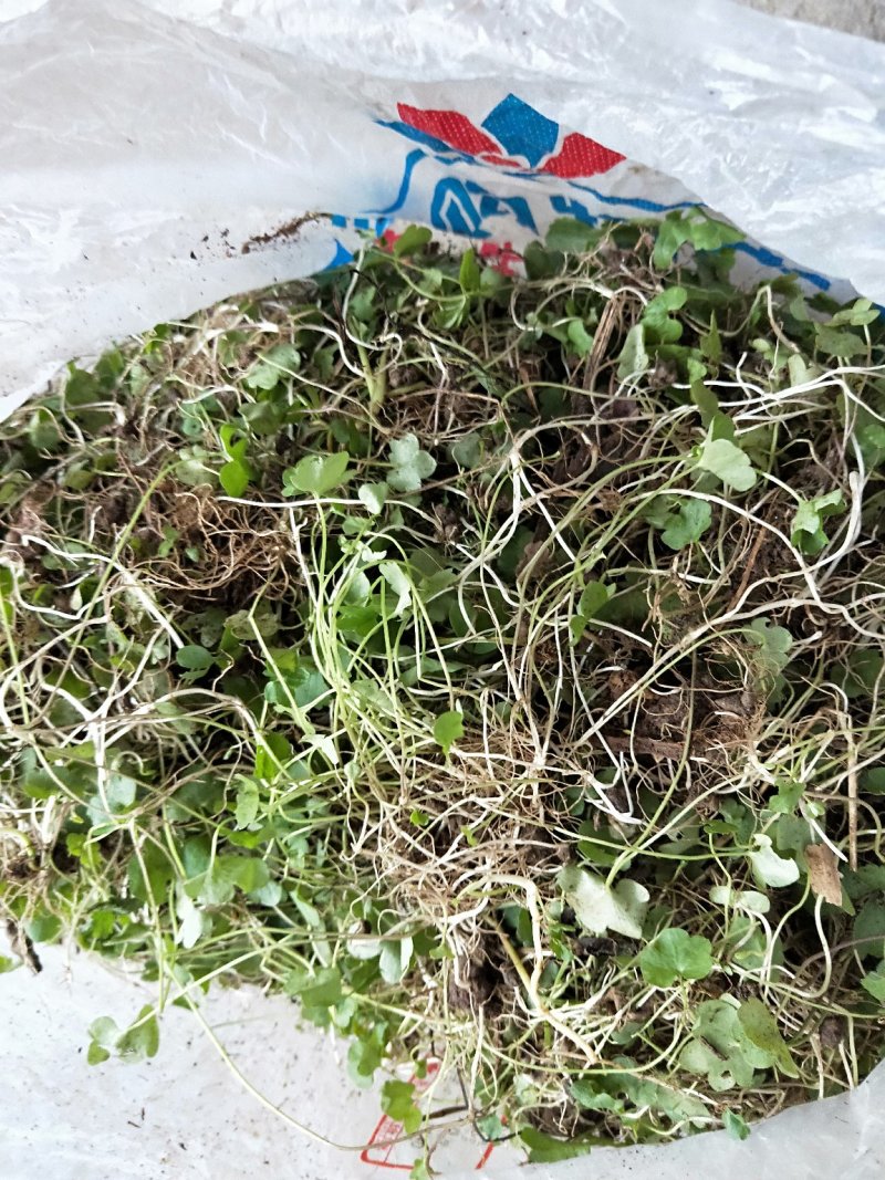 猫爪草种苗大量供应