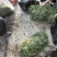猫爪草种苗大量供应