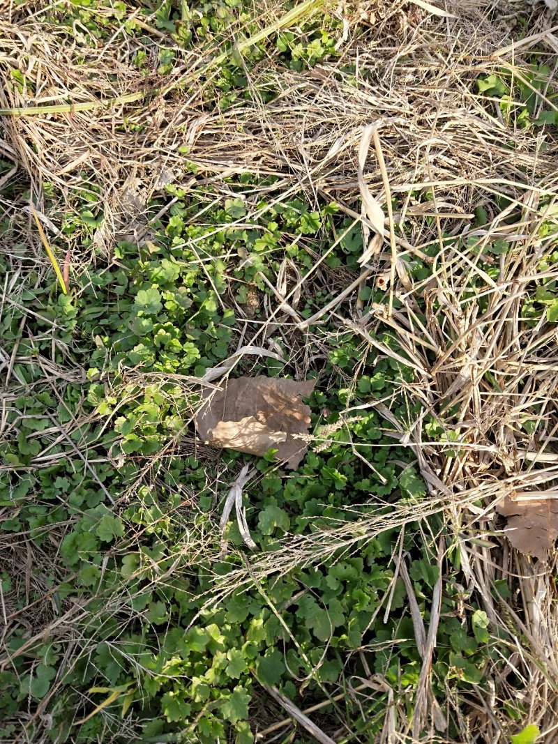 猫爪草种苗大量供应