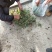 猫爪草种苗大量供应