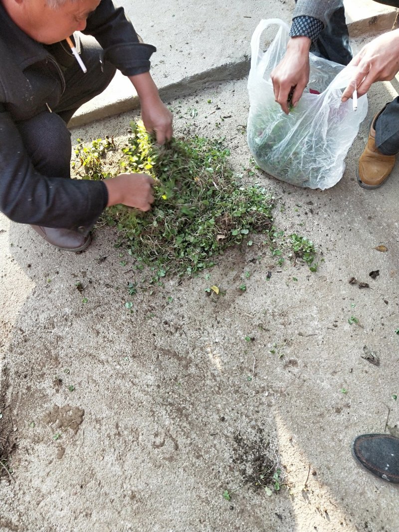 猫爪草种苗大量供应