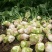 大头菜种植基地批发新鲜榨菜
