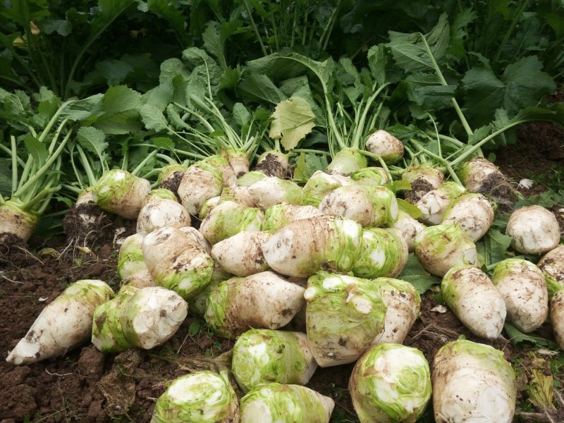 大头菜种植基地批发新鲜榨菜