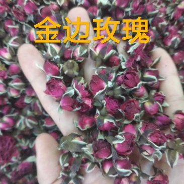金边玫瑰