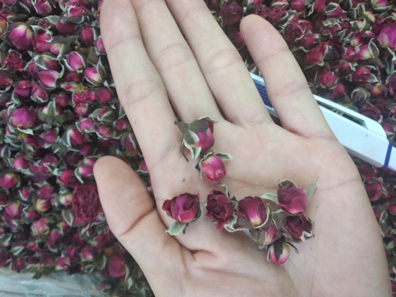 金边玫瑰
