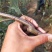 鲁丽苹果树苗基地批发优惠价格