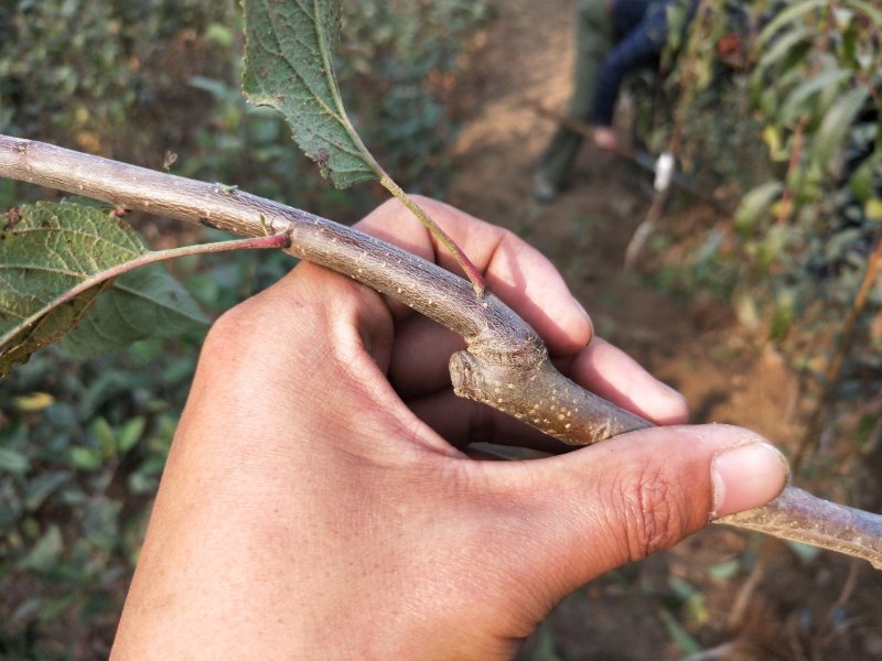 鲁丽苹果树苗基地批发优惠价格