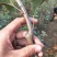 鲁丽苹果树苗基地批发优惠价格